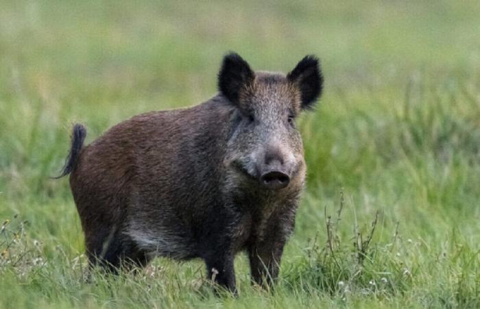 A differenza di Totò. Ecco perché la giustizia dell'Orne ha deciso di sopprimere questo cinghiale addomesticato