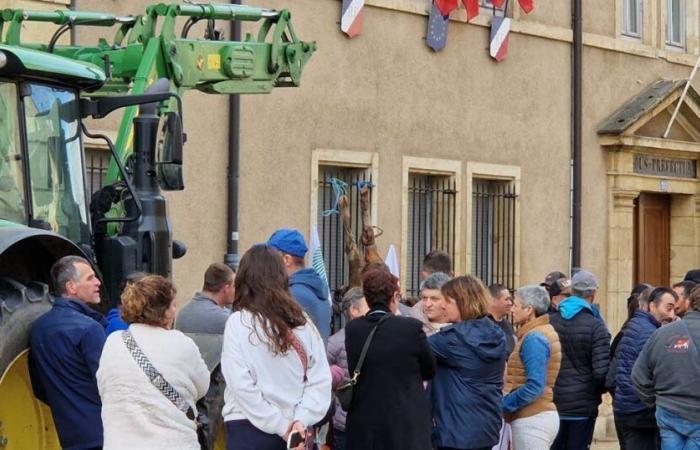 arrabbiati, i contadini abbandonano il cadavere di una giovenca davanti alla sottoprefettura