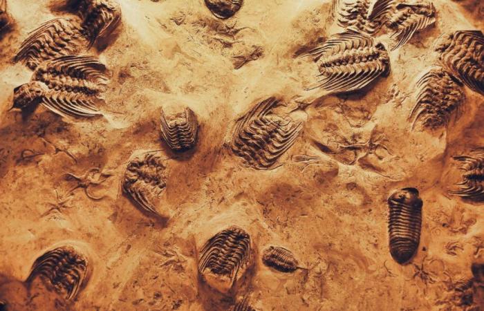 450 milioni di anni dopo, è tornato!