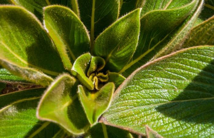 Una pianta estinta da più di 30 anni è finalmente ricomparsa, resuscitata dai botanici francesi