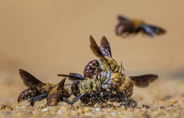 fotografie incredibili al servizio della natura