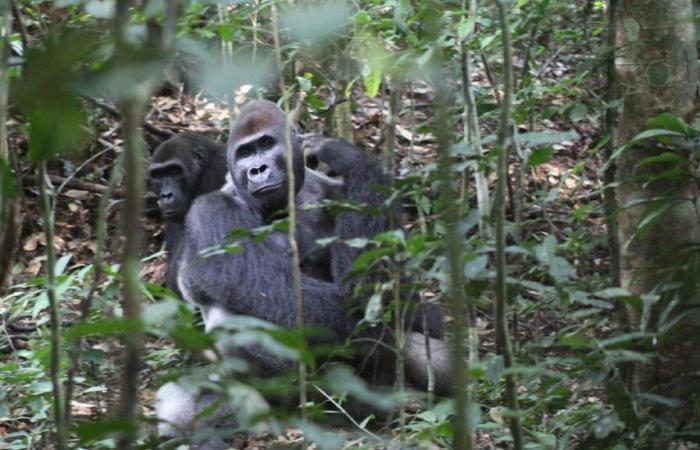 Scienza: i gorilla parlano come perfetti democratici