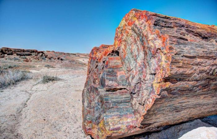 Come hanno fatto queste foreste a trasformarsi in pietra?