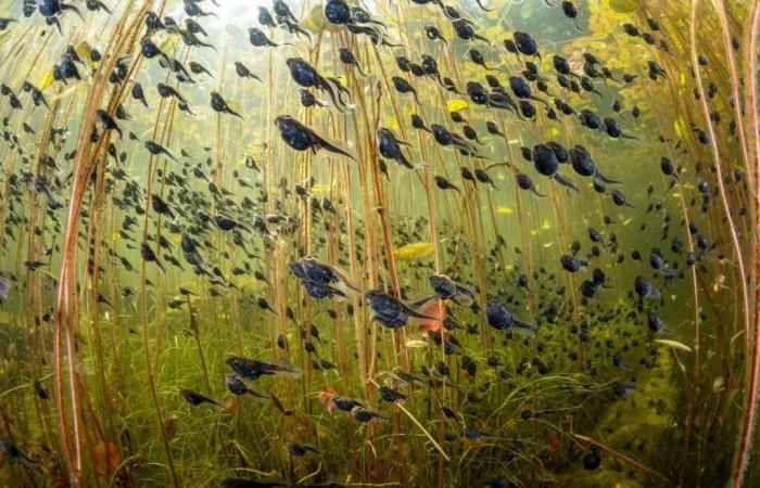 fotografie incredibili al servizio della natura