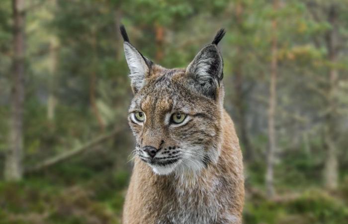 cacciato, poi reintrodotto, l'affascinante storia del ritorno del felino in Francia