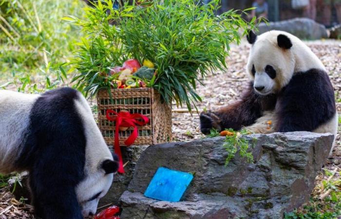 Pairi Daiza: ultimo giorno per vedere i tre cuccioli di panda