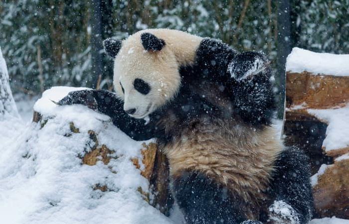 i cuccioli di panda dello zoo belga Pairi Daiza andranno in Cina