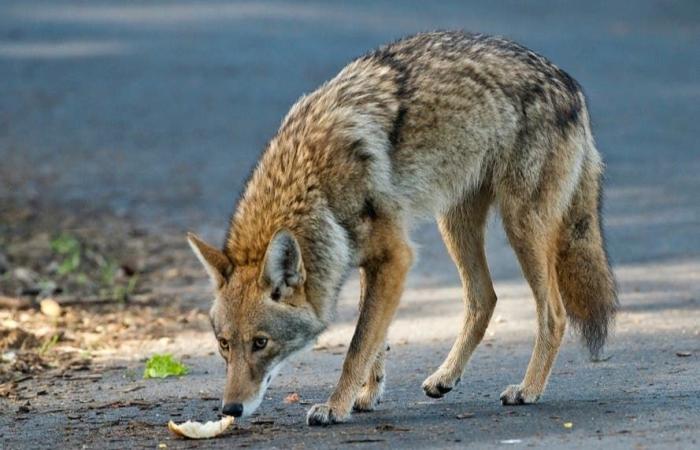 L'aumento degli avvistamenti di coyote fa scattare l'allarme da parte della polizia di Beverly Hills