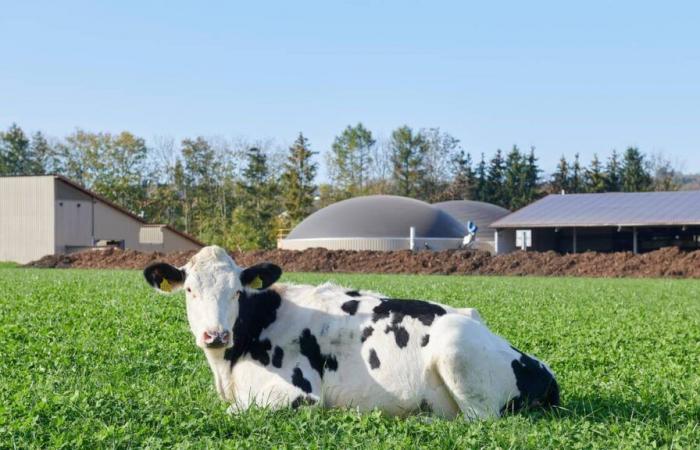 Con la nuova legge sull’elettricità i produttori di biogas sono “nell’ignoto”