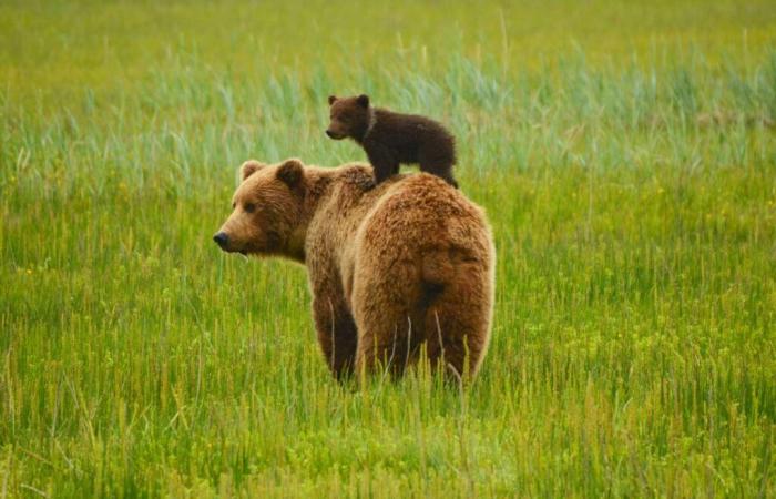 quando un orso diventa un simbolo ecologico