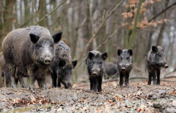 Nella Côtes-d'Armor, macabra manifestazione della rabbia dei contadini contro i cinghiali