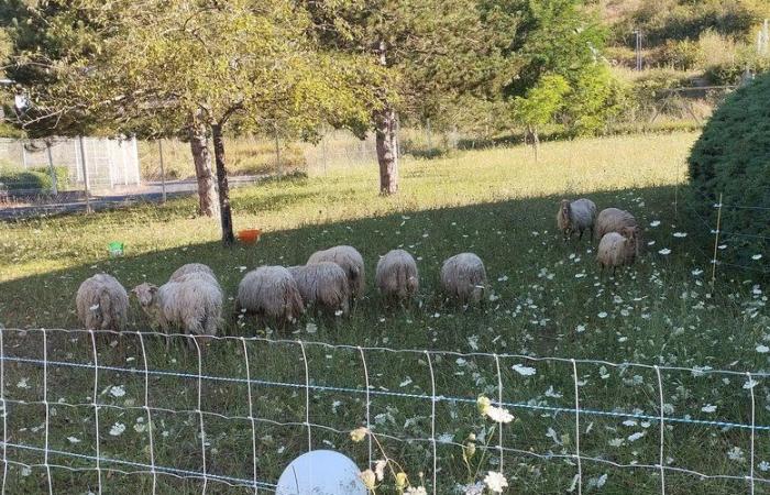 “Lotterò, giorno e notte…” L’eco-pastoralismo prende piede a Espalion