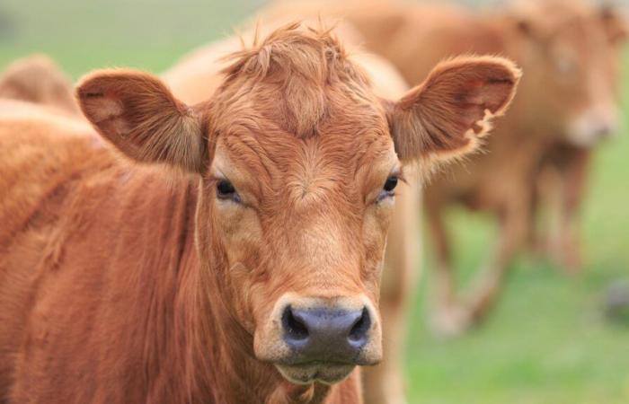 gli agricoltori legano una giovenca morta a una sottoprefettura