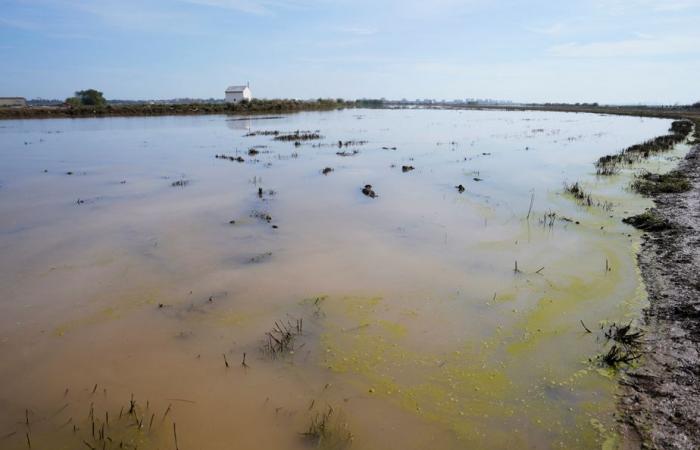 Inondazioni in Spagna | Le autorità sono preoccupate per i rischi per la salute