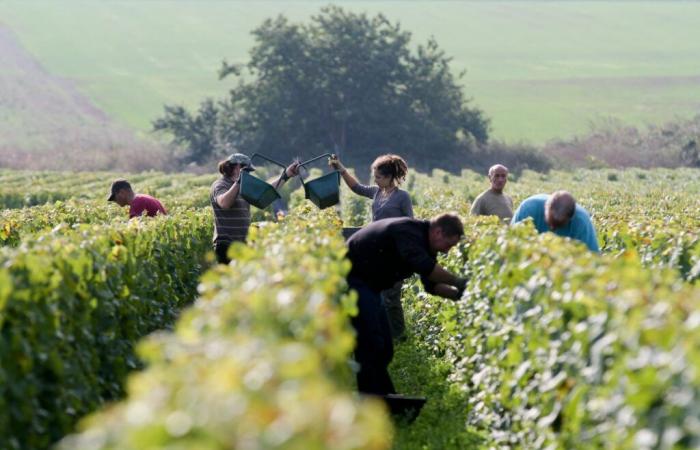 CÔTE-D'OR: Riepilogo dei controlli dell'ispezione del lavoro durante la raccolta