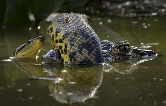 fotografie incredibili al servizio della natura