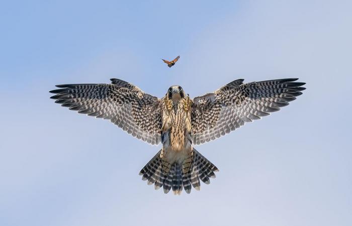 fotografie incredibili al servizio della natura