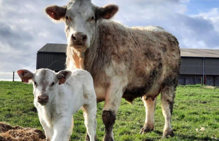 La Creuse brilla nel concorso interdipartimentale Charolais, una settimana prima della fiera Boussac