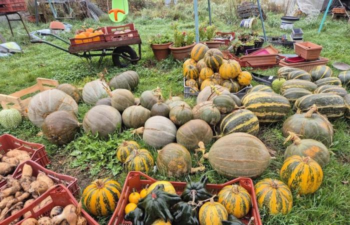 Questo chef dell'Alta Loira vi propone la sua deliziosa ricetta della vellutata patisson (video)