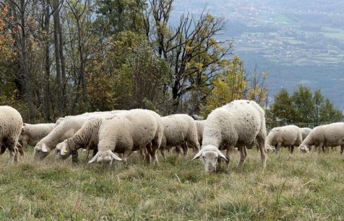 gli allevatori chiedono un migliore sostegno per le perdite legate alla febbre catarrale degli ovini