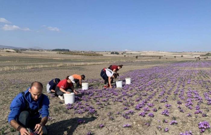 RAPPORTO. Zafferano di Kozani, questo “oro rosso” minacciato dai cambiamenti climatici