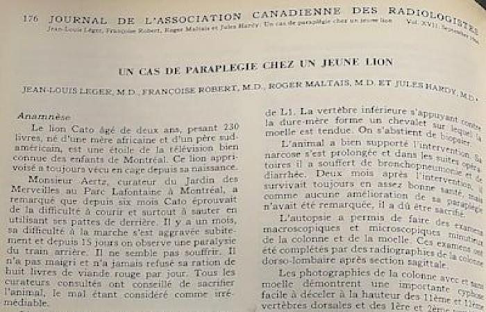 Un leone sul tavolo operatorio dell’ospedale Notre-Dame nel 1966