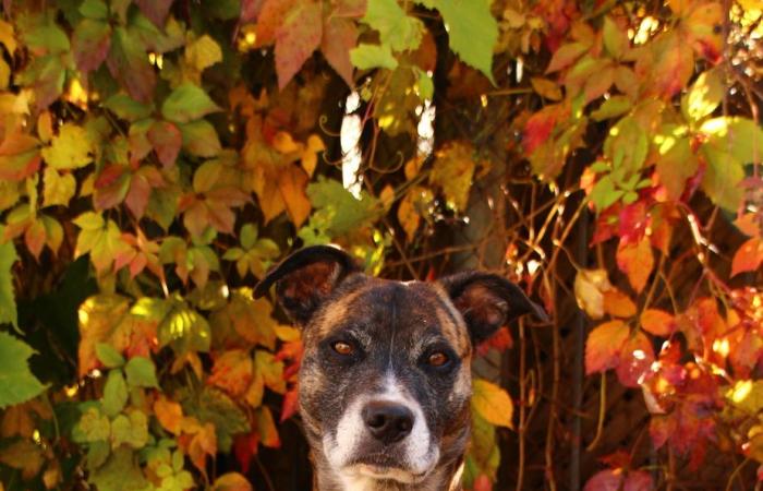 Amore a prima vista al parco per cani | Dalla Petite-Patrie alla Gaspésie