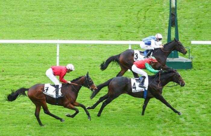 Domenica a Saint-Cloud – Prix Tantième (L.): Zoom di un naso