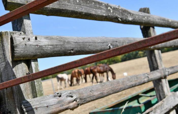 una cavalla da competizione uccisa da un cacciatore