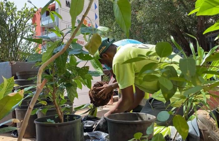 In “verde” e contro tutto, Mamoudzou vuole abbellire la vita quotidiana dei suoi abitanti