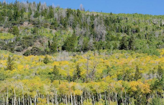 TRA 16.000 E 81.000 ANNI FA! : Pando, il più grande organismo vivente del mondo e il più antico