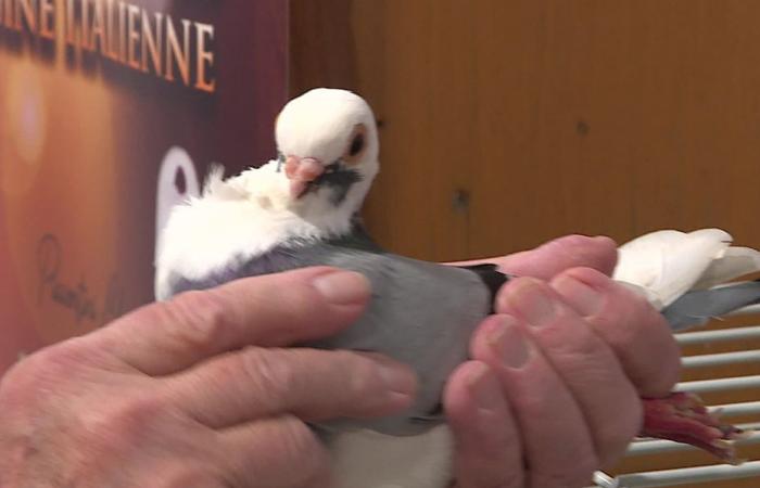 Alla mostra degli animali da cortile sfidiamo l’influenza aviaria