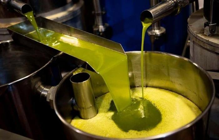 Olio d’oliva brasiliano in Marocco, una risposta strategica all’aumento dei prezzi