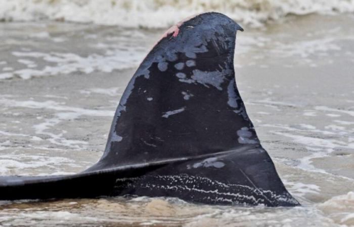 Canale: una balena si lava su una spiaggia e poi va alla deriva vicino alla costa: Notizie