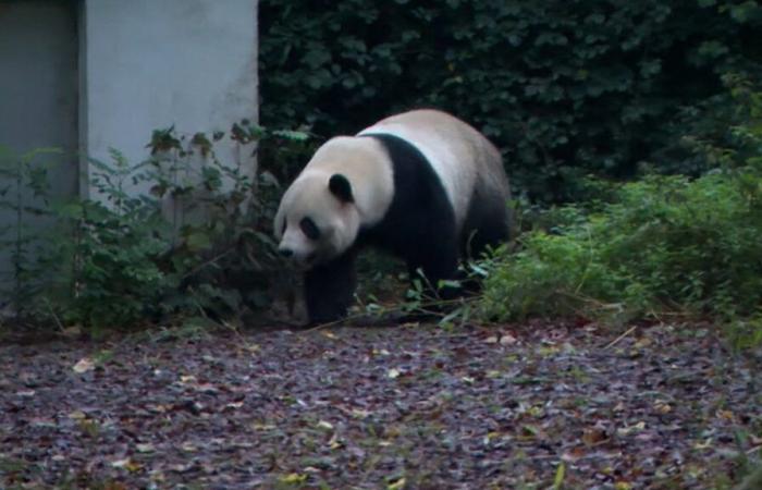 Un ultimo commosso addio prima della partenza dei tre panda giganti nati a Pairi Daiza: “Li ho visti nascere, crescere, partire… sono devastata”