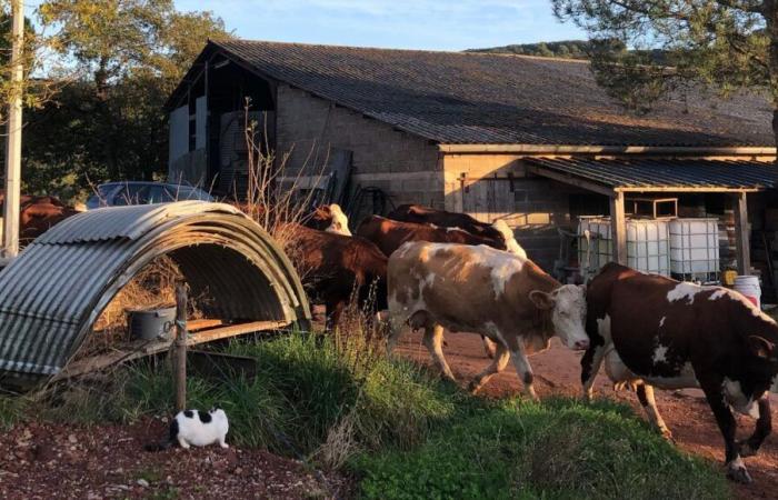 Reportage nell'Aveyron: Con Angèle