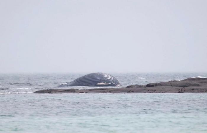 Una balena si lava su una spiaggia della Manica