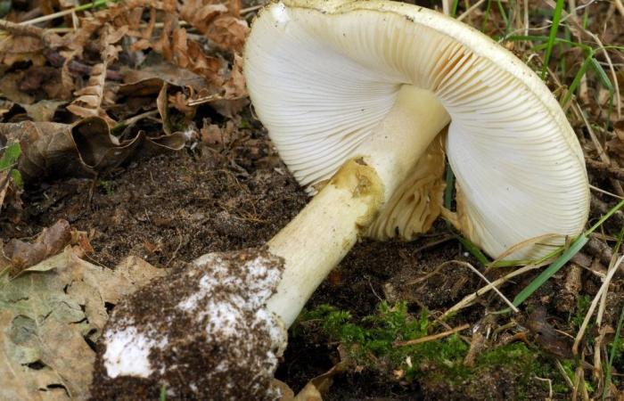 “Allerta” dopo l'aumento dei casi gravi di avvelenamento