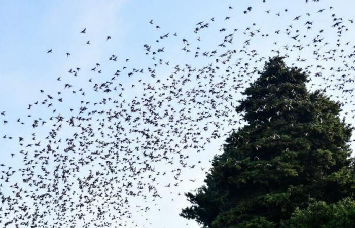 maestrale, pioggia e temperature in calo da questa domenica