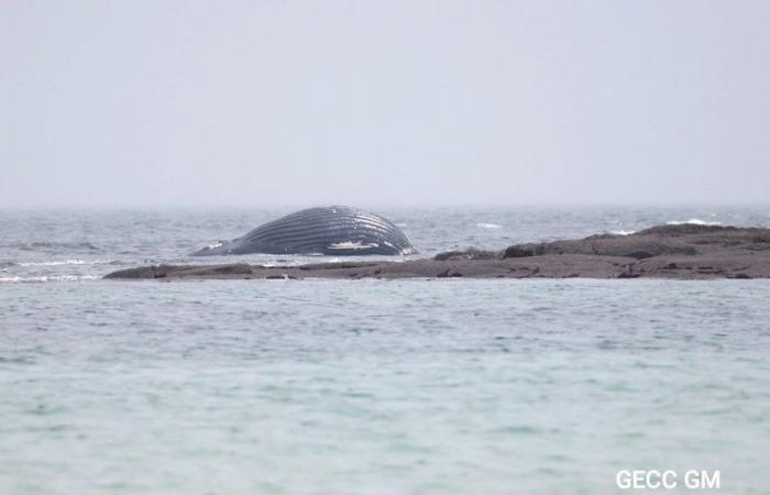 “È giovane, lunga cinque metri”: una balena “che pesa circa due tonnellate” si lava su una spiaggia francese