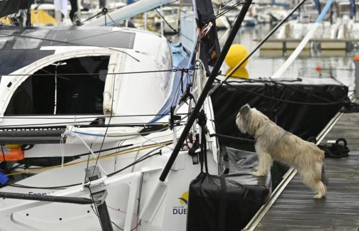 Sul pontile Vendée Globe, 11 cani hanno ricevuto un’autorizzazione speciale