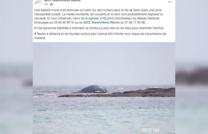 una balena morta viene ritrovata sulla costa della Val de Saire