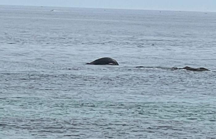 Una balena morta viene ritrovata sulla costa di Réville, nel Canale della Manica