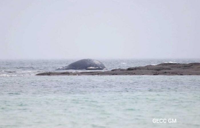 Una balena si lava nella Val de Saire vicino a banchi di ostriche, una considerazione per evacuarla