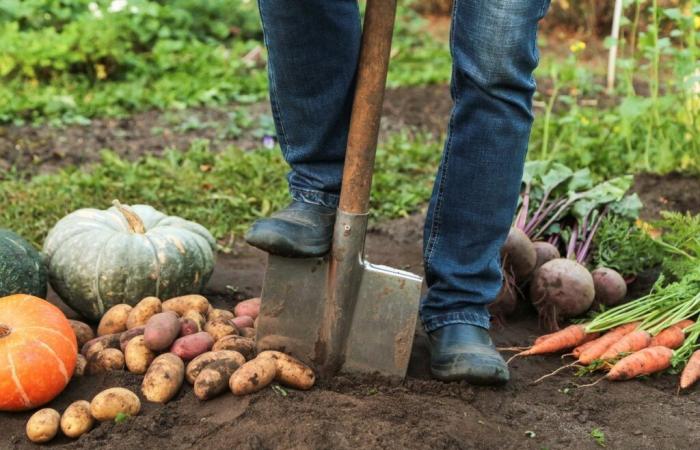 Devi completare queste attività di giardinaggio a novembre