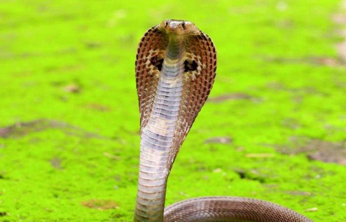 Scoperta il serpente più mortale del pianeta che dopo 188 anni non aveva ancora svelato tutti i suoi segreti