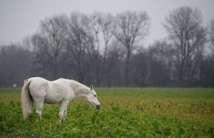 Un cavallo da competizione da 30mila euro ucciso da un cacciatore in una proprietà privata