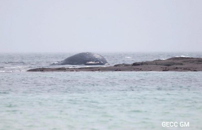 Nel Canale della Manica, trovata una balena morta spiaggiata in Val de Saire