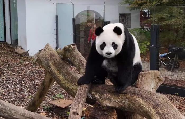 Ultimo giorno per salutare i tre giovani panda giganti allo zoo belga Pairi Daiza