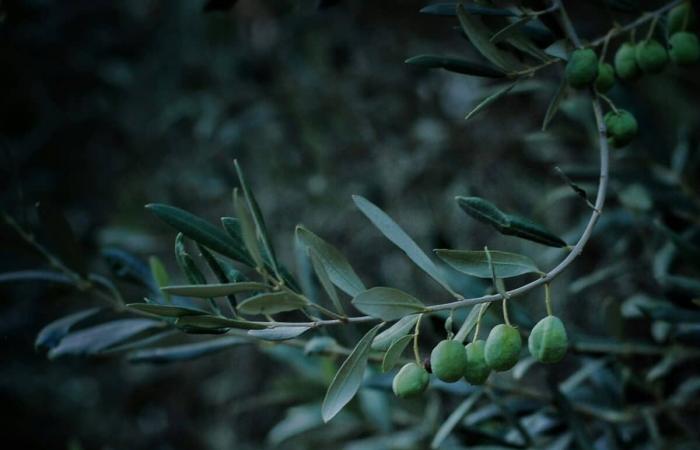 Non indovinerai mai quale parte della tua cucina è un terreno fertile per i batteri! – Masculin.com